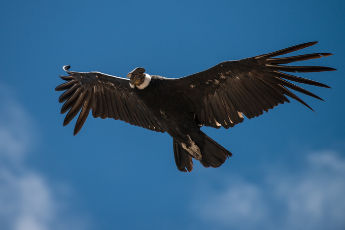 Andean condor in Argentina