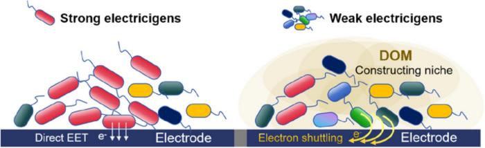 Dissolved organic matter (DOM) enhances the competitiveness of weak exoelectrogens in a soil electroactive biofilm