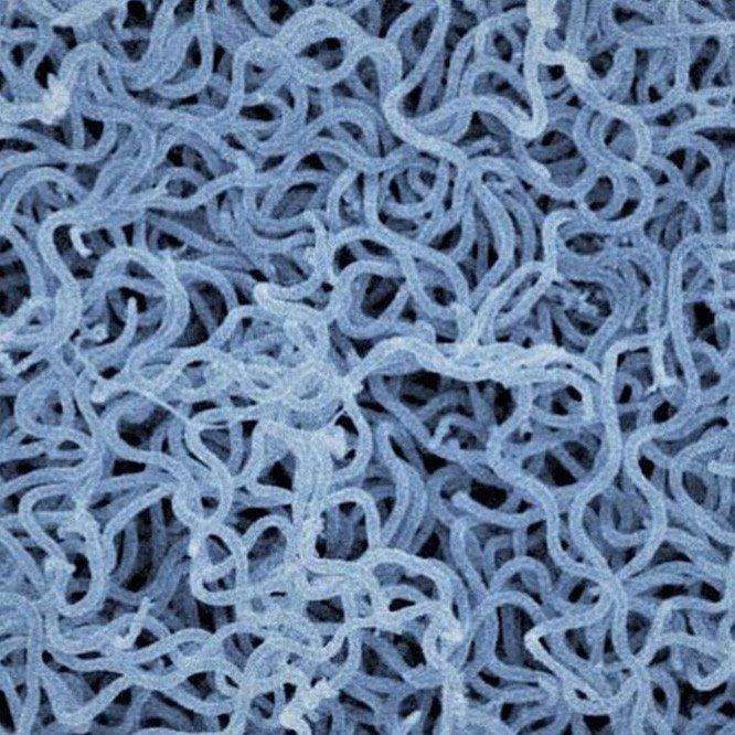 Borrelia