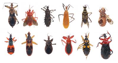 Assassin Bugs (1 of 2)