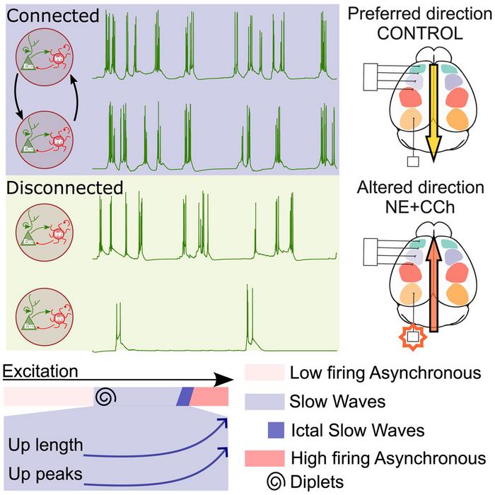 The directionality of slow waves in the cerebral cortex depends on neuronal excitability and not only on anatomy.