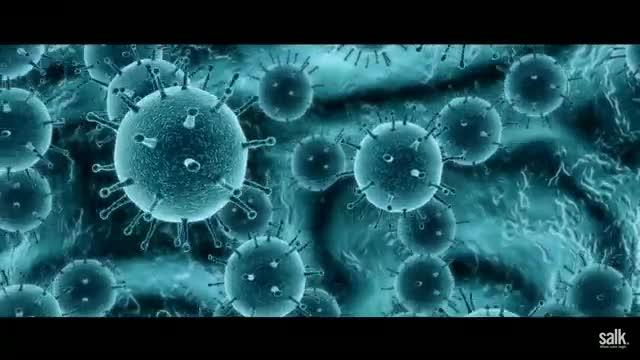 Salk Scientists Discover How to Prevented Unwanted Immune Attacks