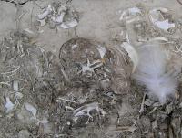 Skeletal Record
