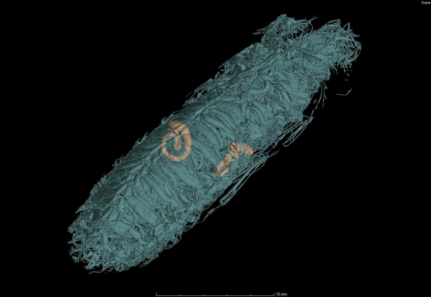 CT scan of male wide-horned hissing cockroach