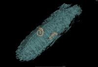 CT scan of male wide-horned hissing cockroach
