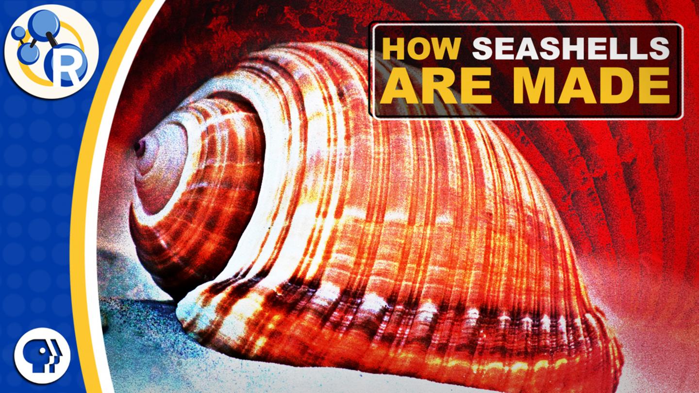 Why Seashells Are Tougher Than Chalk (Video)