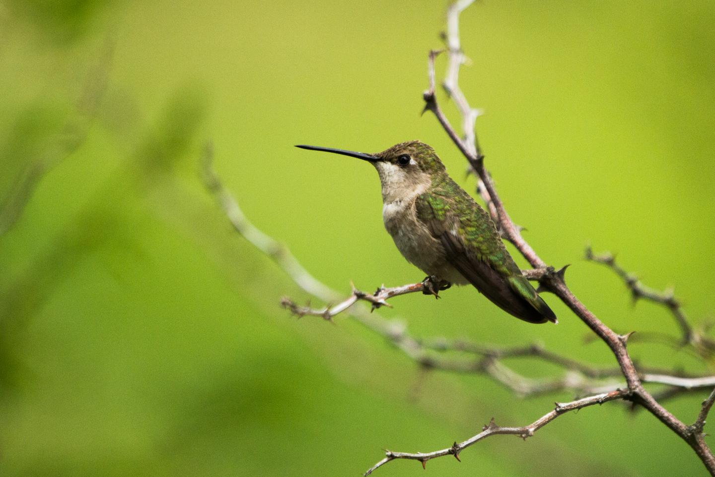 Hummingbirds Near Hawks Benefit from Nest Protection (1 of 9)