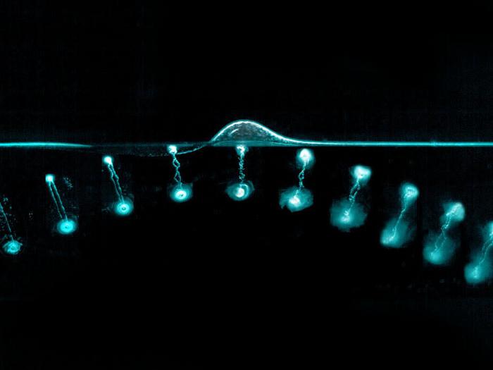 A vortex ring of water