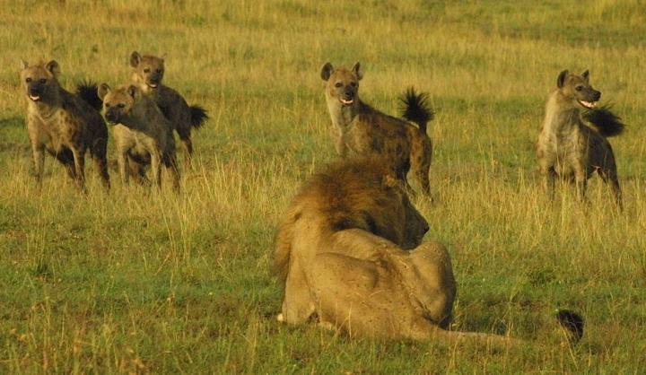 Lion and Hyena