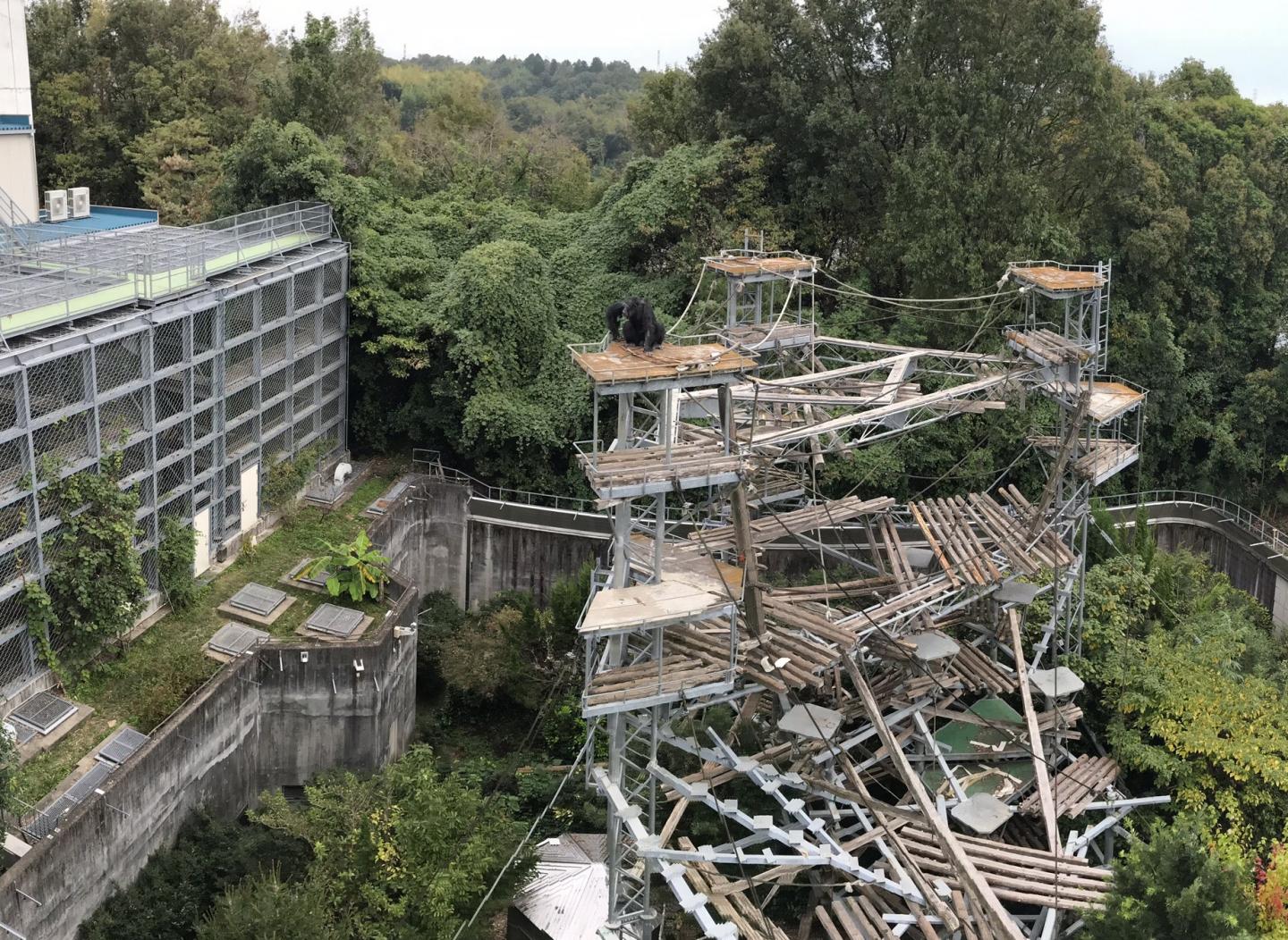 The Chimpanzee Enclosure at the Primate Research Institute