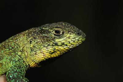 Global Climate Change Driving Lizards to Extinction (1 of 15)