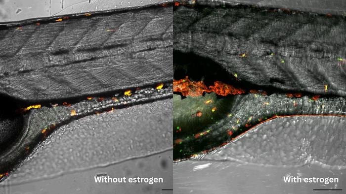 Effects of estrogen on gut