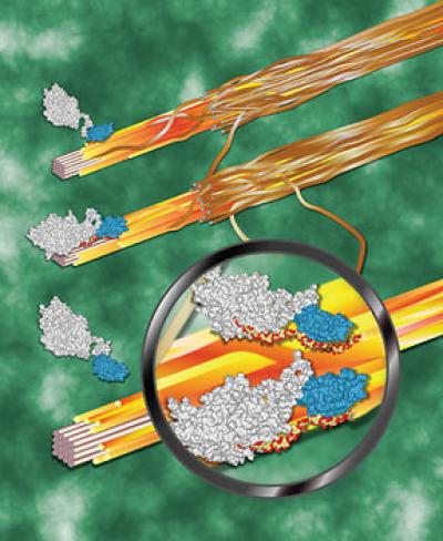 Plant Enzymes
