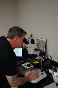 Louis Coticchio in the lab examining specimens -- credit USF