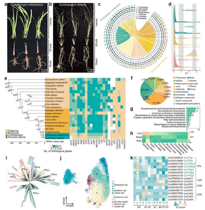 The multi-omics analysis of the citronelloid biogenesis pathway in Cymbopogon.