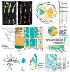 The multi-omics analysis of the citronelloid biogenesis pathway in Cymbopogon.