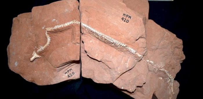 Fossil discovered in São Paulo reveals new clues about the origin of snakes