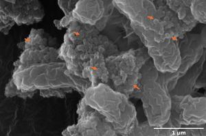 Nanoplastics on E. coli