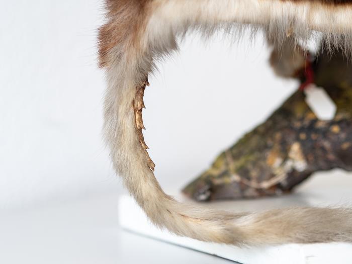 Scaly tail