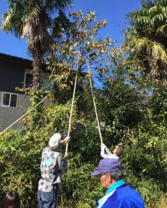 Participants gather persimmons during the “Battle of Hata and the Monkeys” event in Tambasasayama City