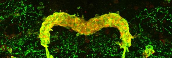 Drosophila 03