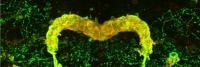 Drosophila 03