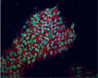 Reprogrammed Cells