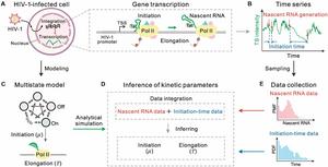 Fig. 1. Dual-driven framework for inferring HIV-1 transcription dynamics
