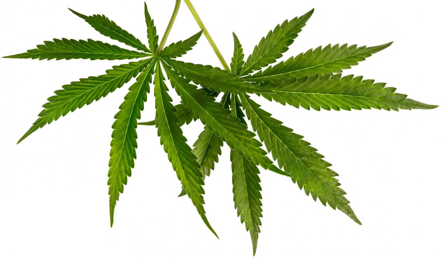 Cannabis Plant
