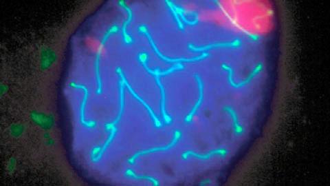 Spermatocyte