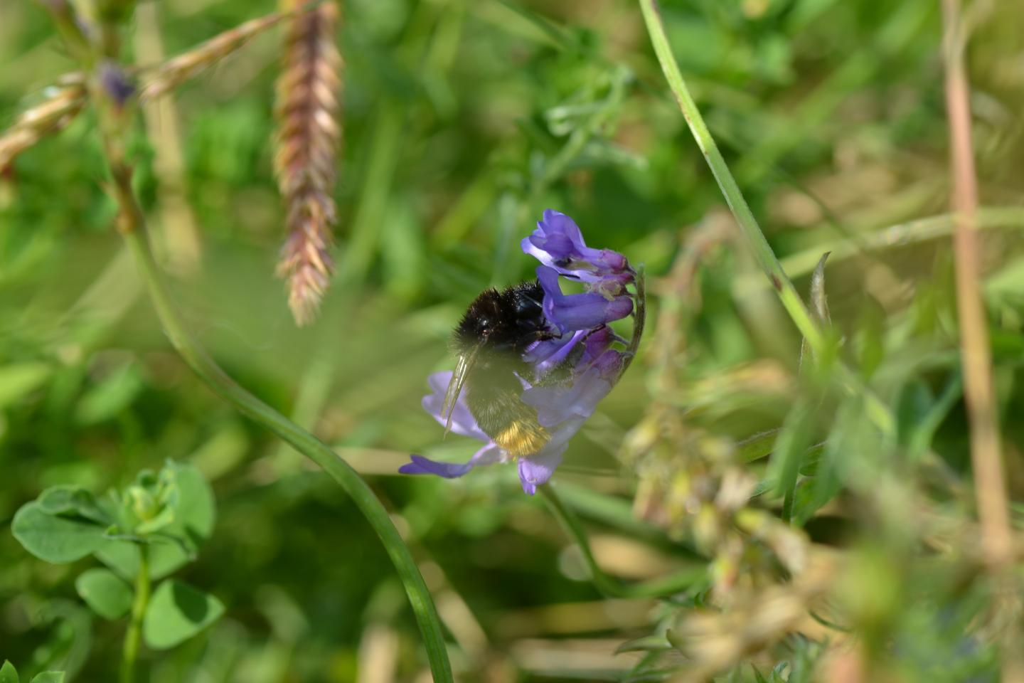 Bumblebee