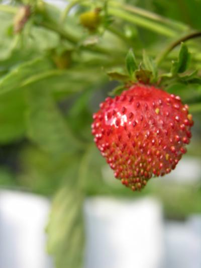 Woodland Strawberry