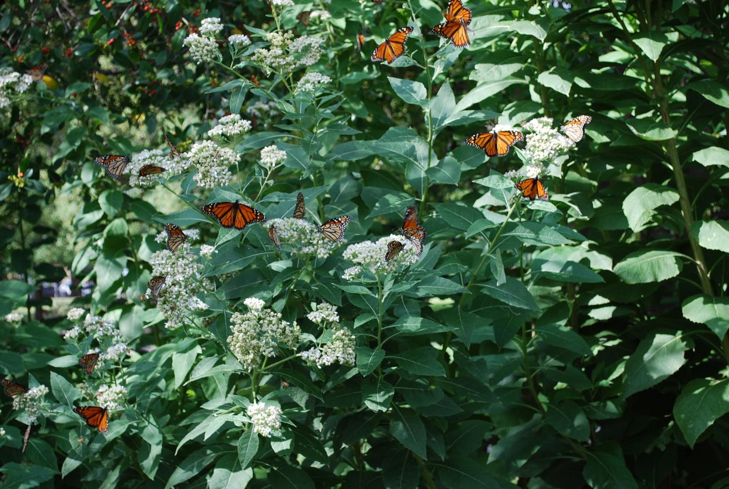 Monarch 2