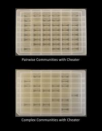 Trays of Yeast