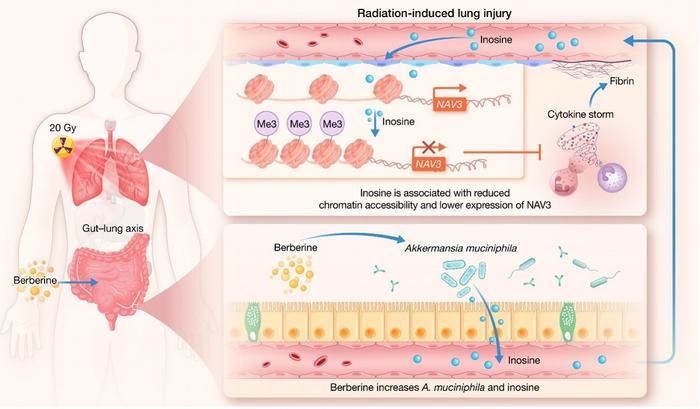 Berberine protects against radiation-induced lung injury through the gut–lung axis