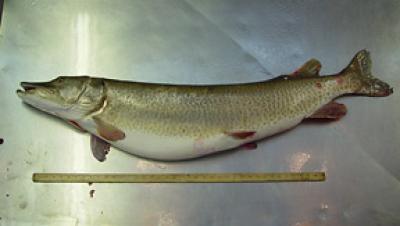 Muskellunge with VHSV