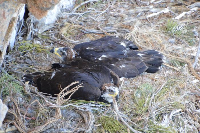 Golden Eagle nestlings