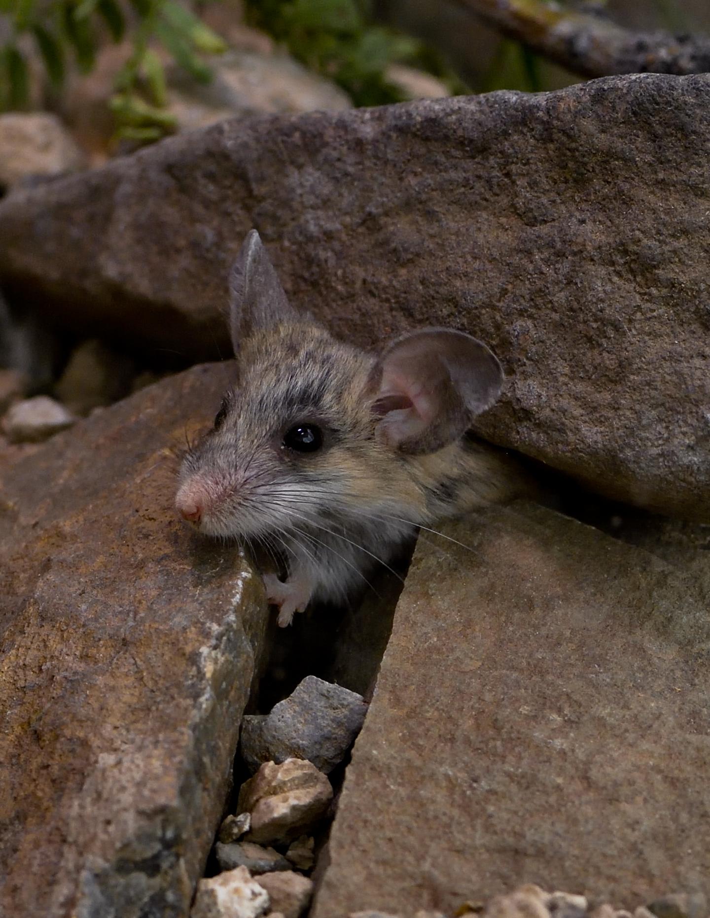 Cactus Mouse in the Mojave Desert