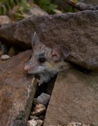Cactus Mouse in the Mojave Desert