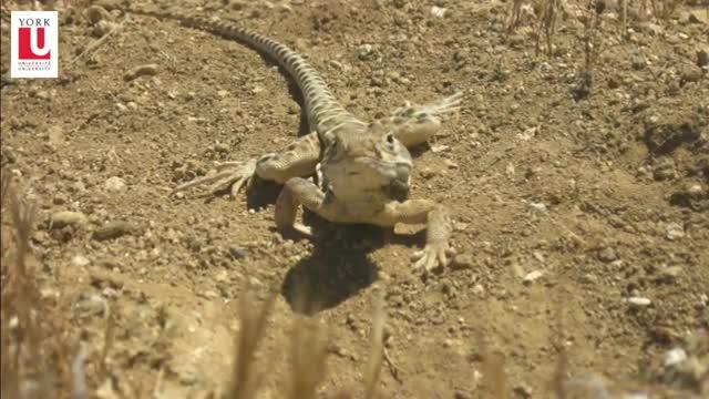 Scat Detection Dogs Help Tell Story of Endangered Lizards
