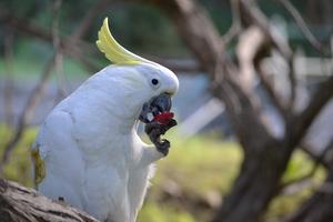 Wild parrots quickly learn to eat new foods by copying their friends