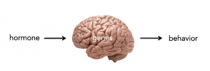 From Hormones to Behavior