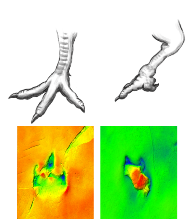 Plausible reconstruction of the theropod foot deformity.