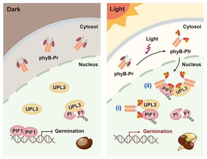 Proposed model deciphering that light triggers seed germination through UPL3-mediated PIF1 degradation