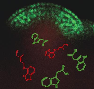Growth Zone of <i>Arabidopsis</i>