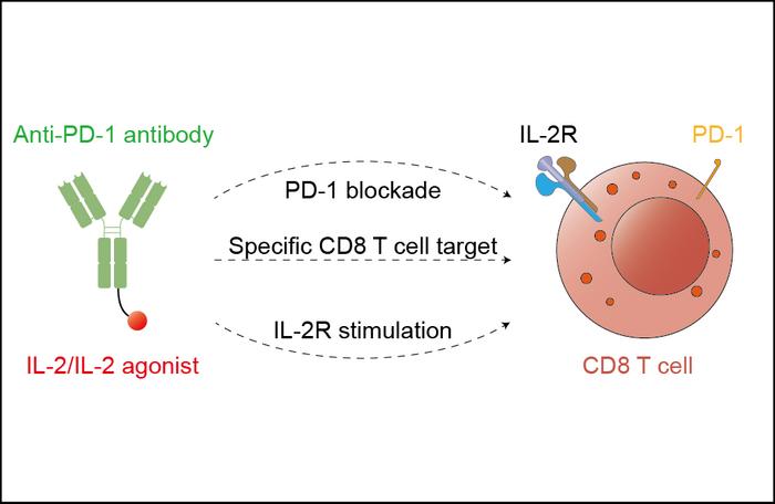 PD-1 + IL-2 Power Couple: Wake Up 'Sleepy' T Cells to Turbo-Charge Cancer Cures