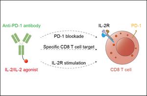 PD-1 + IL-2 Power Couple: Wake Up 'Sleepy' T Cells to Turbo-Charge Cancer Cures