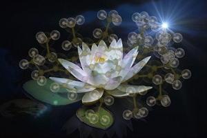 Clouds of conduction electrons spread over like a lotus flower