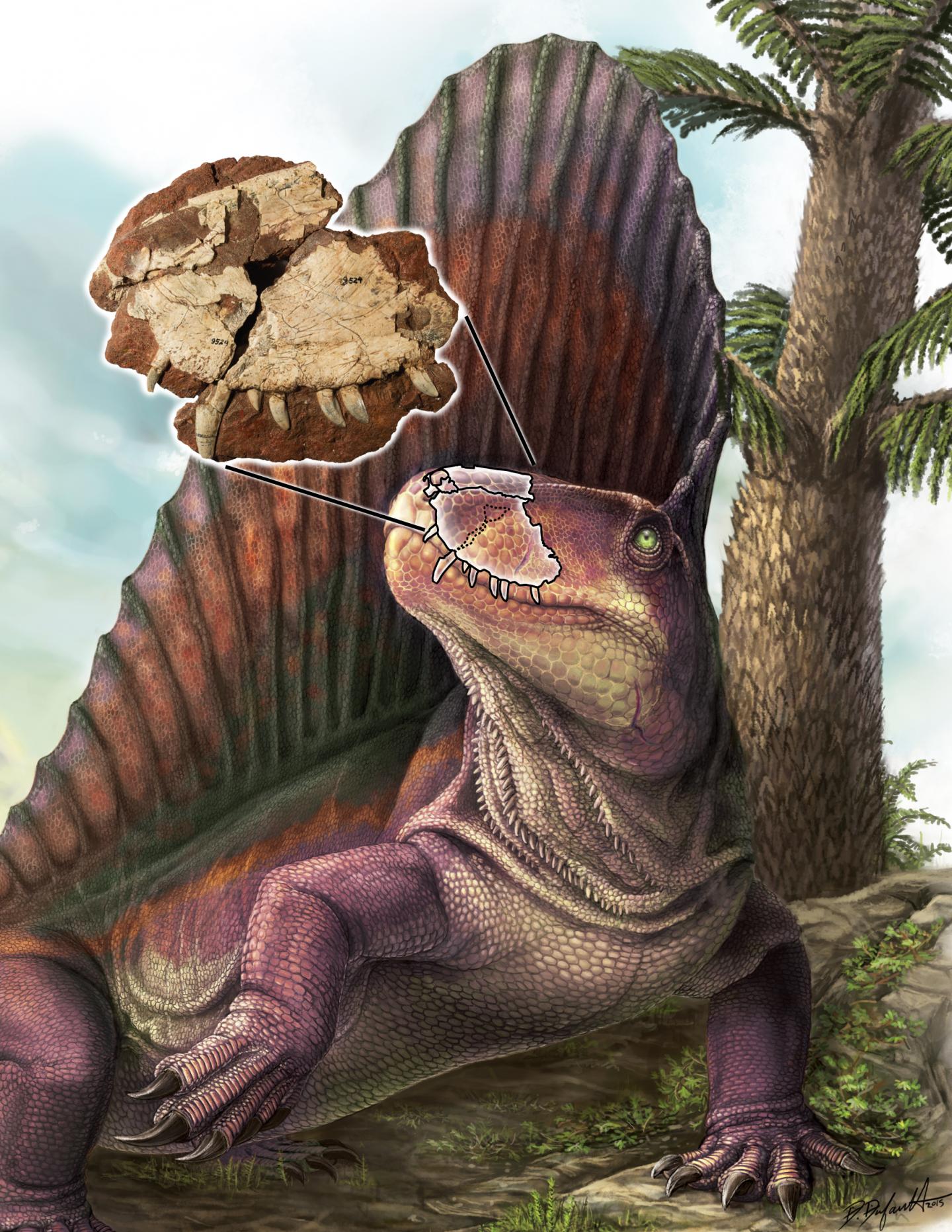 Reconstruction of <em>Dimetrodon borealis</em>