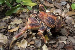 coconut crab